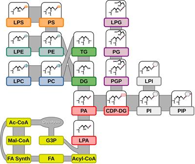 A lipidomics platform to analyze the fatty acid compositions of non-polar and polar lipid molecular species from plant tissues: Examples from developing seeds and seedlings of pennycress (Thlaspi arvense)